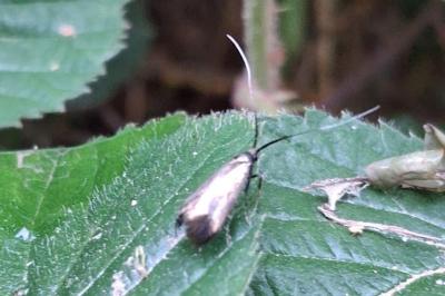<i>Adela reaumurella</i>