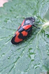 <i>Cercopis vulnerata</i>