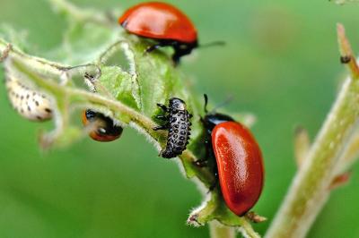 <i>Chrysomela populi</i>