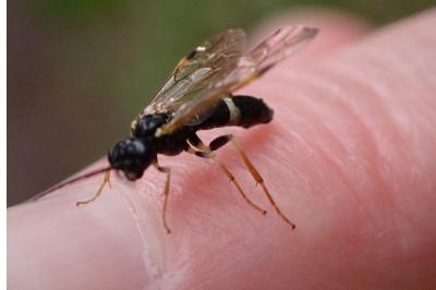 <i>Emphytus cingulatus</i>