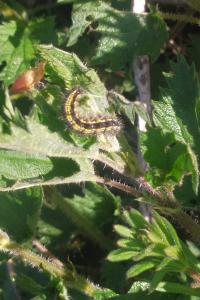 <i>Aglais urticae</i>