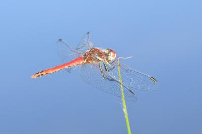 <i>Sympetrum fonscolombii</i>