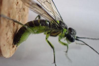<i>Tenthredo mesomela</i>