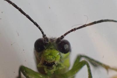 <i>Tenthredo mesomela</i>