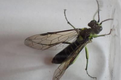 <i>Tenthredo mesomela</i>