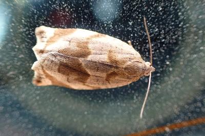 <i>Archips crataegana</i>