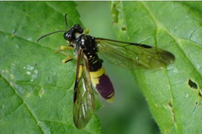 <i>Tenthredo temula</i>