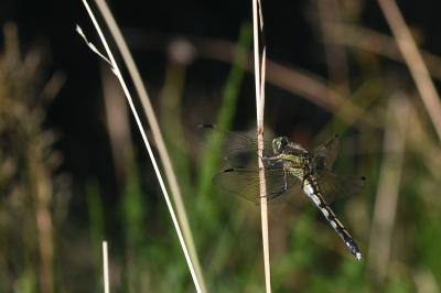 <i>Orthetrum albistylum</i>