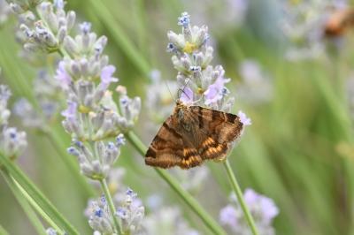 <i>Euclidia glyphica</i>