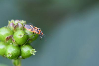 <i>Corizus hyoscyami</i>