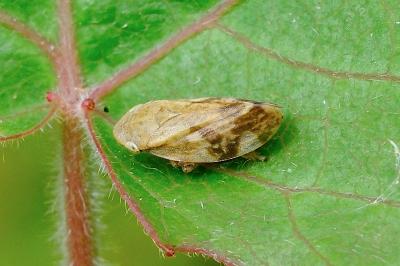 <i>Philaenus spumarius</i>
