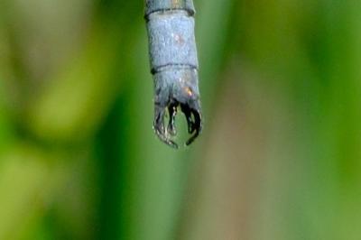 <i>Lestes dryas</i>