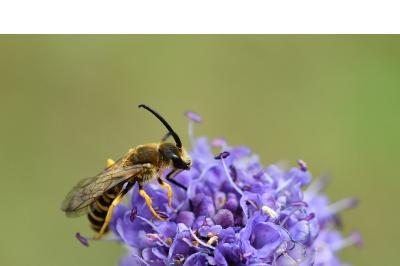<i>Halictus scabiosae</i>