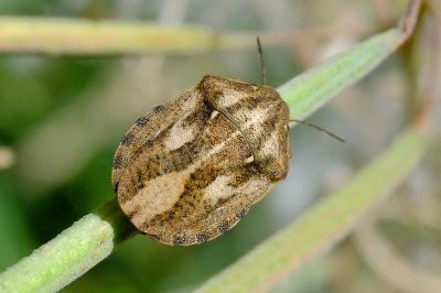 <i>Eurygaster testudinaria</i>