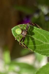 <i>Ebrechtella tricuspidata</i>