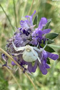 <i>Misumena vatia</i>