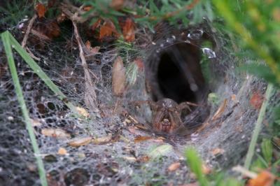<i>Agelena labyrinthica</i>
