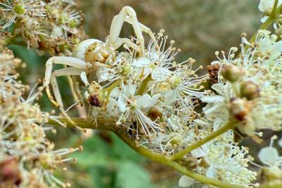 <i>Misumena vatia</i>