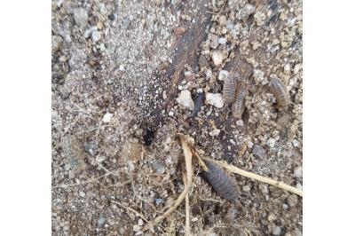 <i>Armadillidium vulgare</i>