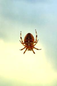 <i>Araneus diadematus</i>