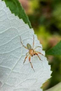 <i>Araniella cucurbitina</i>