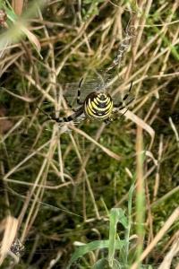<i>Argiope bruennichi</i>