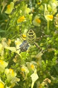 <i>Argiope bruennichi</i>