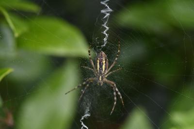<i>Argiope bruennichi</i>