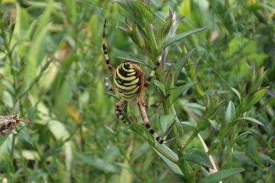 <i>Argiope bruennichi</i>