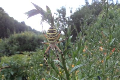 <i>Argiope bruennichi</i>