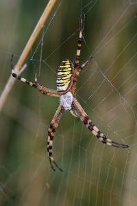 <i>Argiope bruennichi</i>