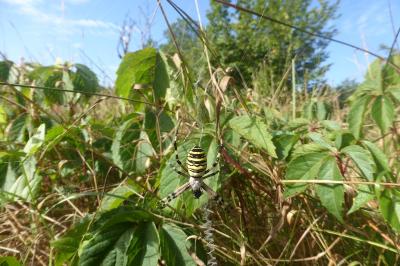 <i>Argiope bruennichi</i>