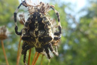 <i>Araneus angulatus</i>