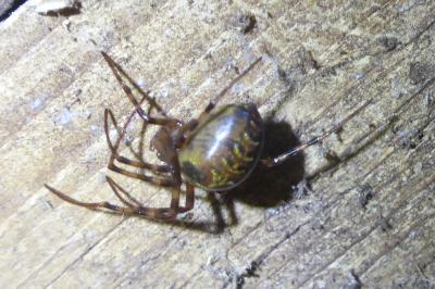 <i>Meta menardi</i>