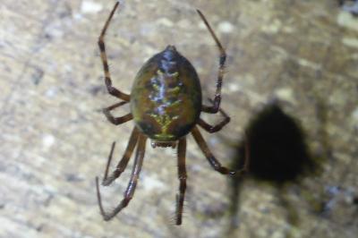 <i>Meta menardi</i>