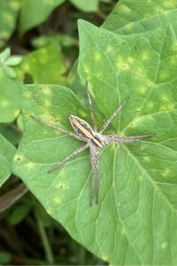 <i>Pisaura mirabilis</i>