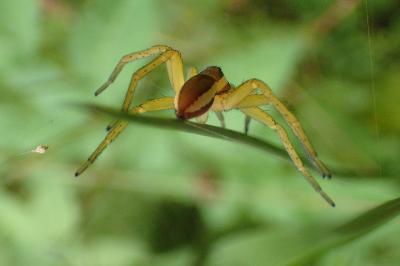 <i>Dolomedes</i>