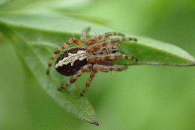 <i>Aculepeira ceropegia</i>
