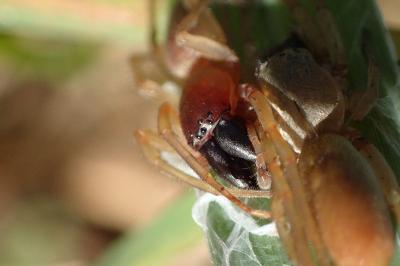 <i>Clubiona phragmitis</i>