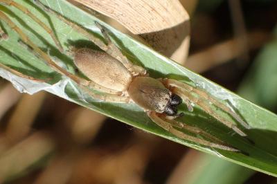 <i>Clubiona phragmitis</i>