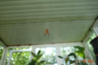 <i>Araneus diadematus</i>