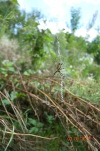 <i>Argiope bruennichi</i>
