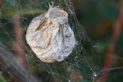 <i>Argiope bruennichi</i>