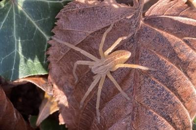 Micrommate émeraude