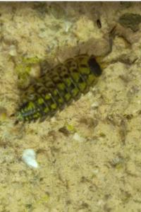 <i>Porcellio spinicornis</i>