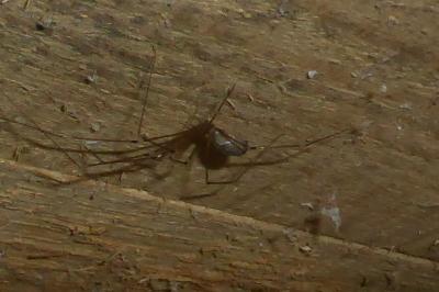 <i>Pholcus phalangioides</i>
