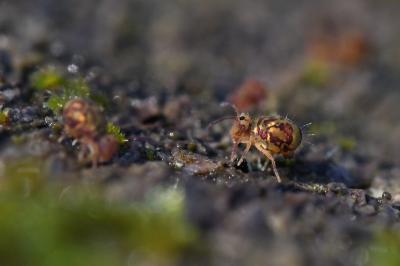 <i>Dicyrtomina ornata</i>