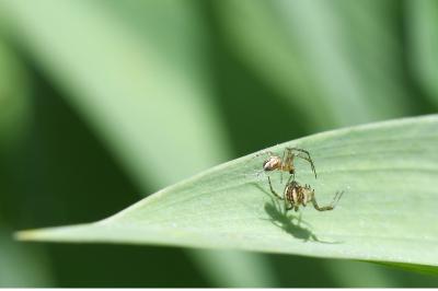 Mangore petite-bouteille
