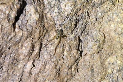 <i>Metellina merianae</i>