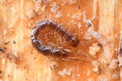 <i>Lithobius</i>